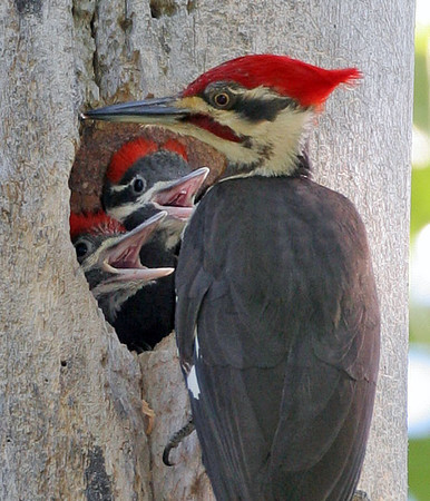 Pileated Woodpecker (Dryocopus pileatus) male and chicks