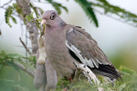 Bare-eyed Pigeon (Patagioenas corensis)