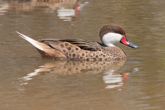 White-cheeked Pintail (Anas bahamensis)