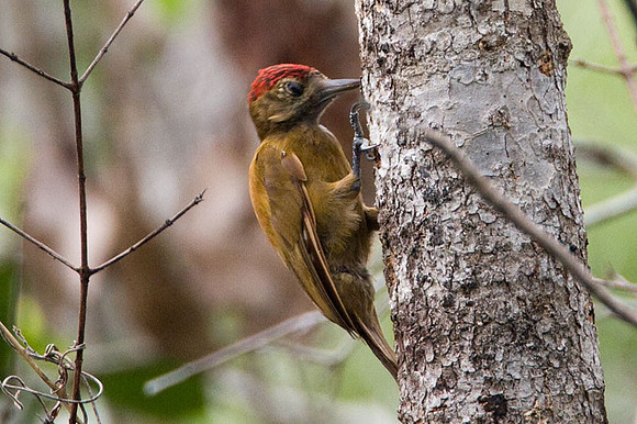 Smoky-brown Woodpecker (Veniliornis fumigatus)