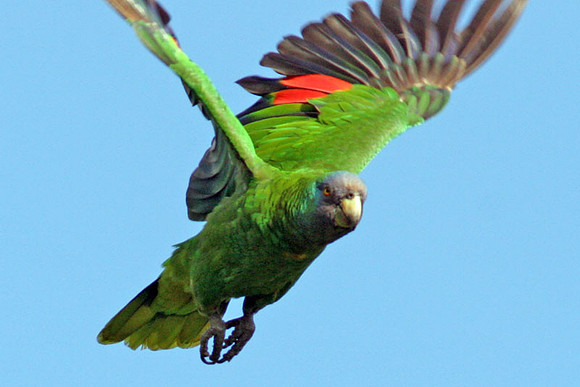 Red-necked Parrot (Amazona arausiaca) also known as Dominican Blue-faced Amazon, Lesser Dominican Amazon, Jaco Parrot