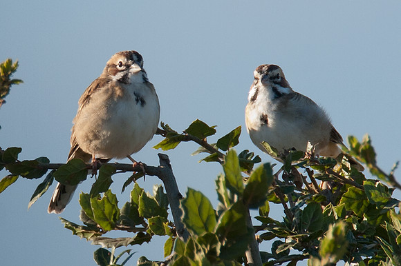 Lark Sparrow (Chondestes grammacus)