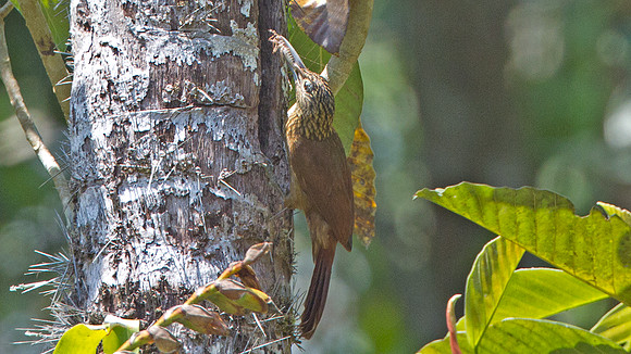 Elegant Woodcreeper (Xiphorhynchus elegans)