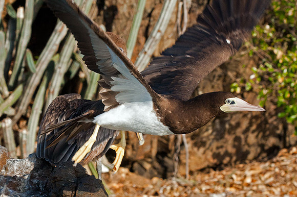 Brown Booby (Sula leucogaster)
