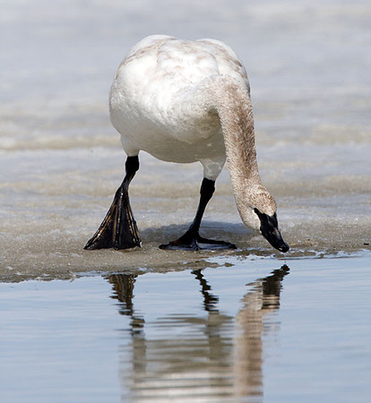 Trumpeter Swan (Cygnus buccinator)