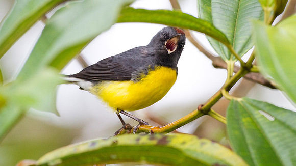 Slate-throated Whitestart (Myioborus miniatus)
