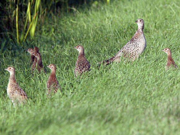 Common Pheasant (Phasianus colchicus) female with chicks