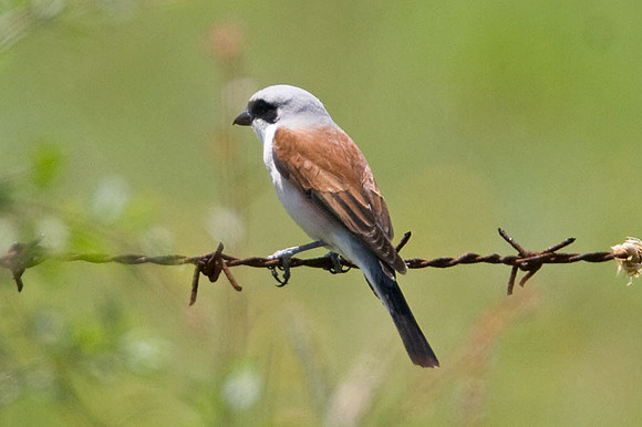 Red-backed Shrike (Lanius collurio) male