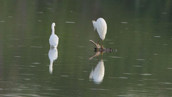 Snowy Egret (Egretta thula)