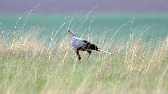 Secretarybird (Sagittarius serpentarius)
