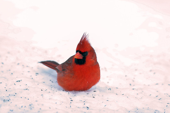 Northern Cardinal (Cardinalis cardinalis) male; also known as Common Cardinal