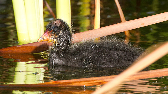 Common Gallinule (Gallinula galeata) immature