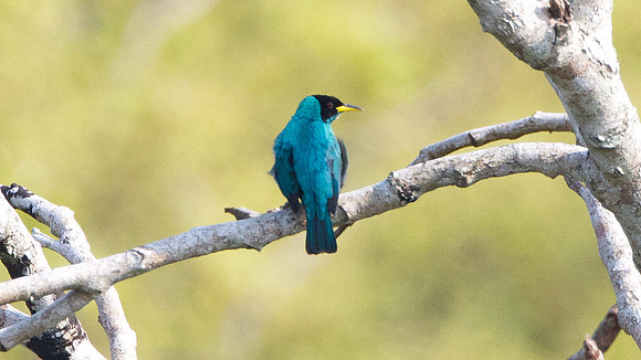 Green Honeycreeper (Chlorophanes spiza)