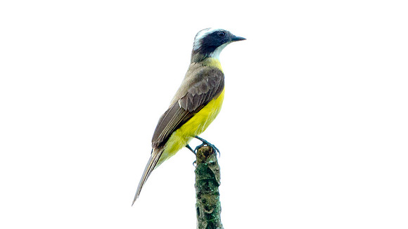 Rusty-margined Flycatcher (Myiozetetes cayanensis)