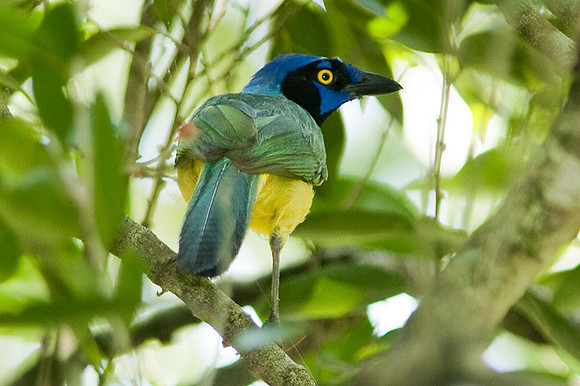 Green Jay (Cyanocorax yncas)