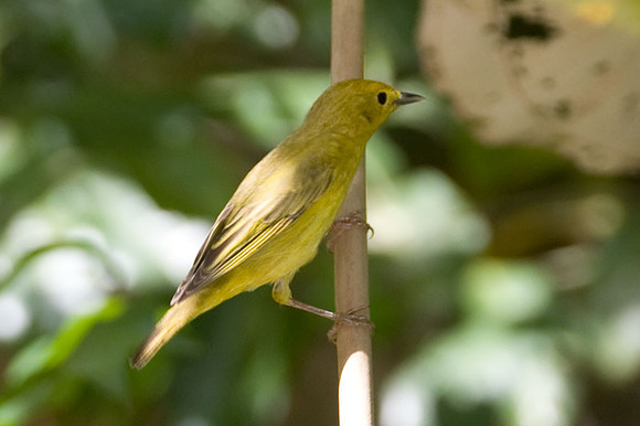 Yellow Warbler (Dendroica petechi)