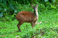 Red Brocket (Mazama americana)