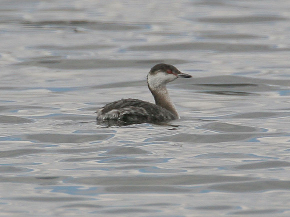 Horned Grebe (Podiceps auritus)