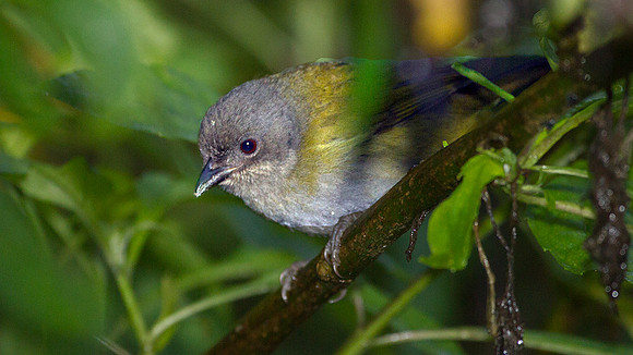 Ashy-throated Bush Tanager (Chlorospingus canigularis)