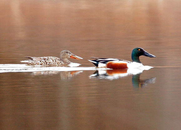Northern Shoveler (Anas clypeata)