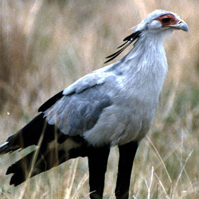 Secretarybird (Sagittarius serpentarius)