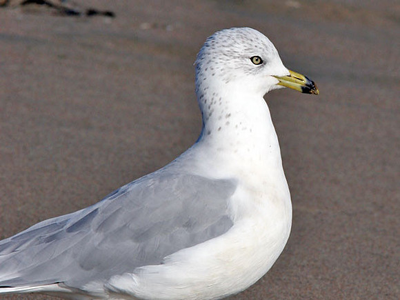 California Gull (Larus californicus)