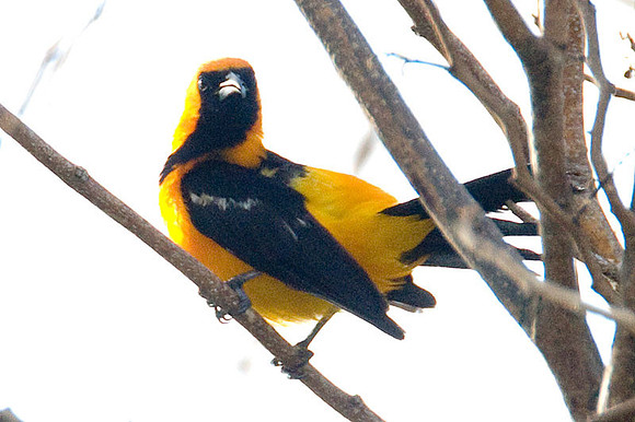 Hooded Oriole (Icterus cucullatus) male