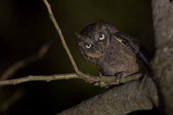 Mantanani scops owl (Otus mantananensis)