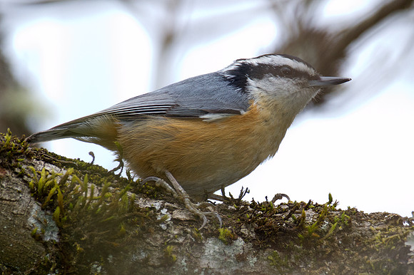 Red-breasted Nuthatch (Sitta canadensis)