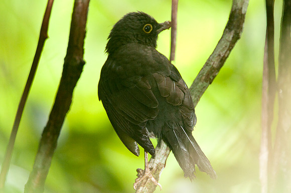 White-throated Robin (Irania gutturalis