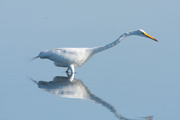 Great Egret (Ardea alba) also known as Great White Egret or Common Egret