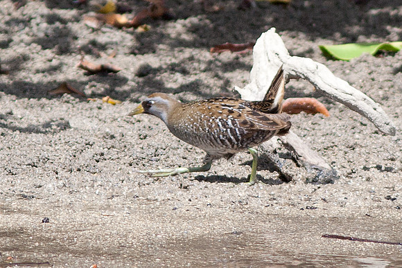 Sora (Porzana carolina)
