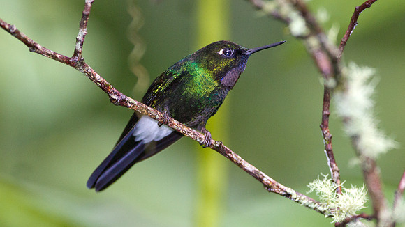 Tourmaline Sunangel (Heliangelus exortis)