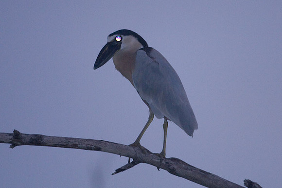 Boat-billed Heron (Cochlearius cochlearius)