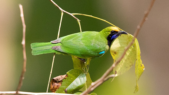 Golden-fronted leafbird (Chloropsis aurifrons)