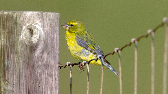 Yellow Canary (Serinus flaviventris) Male