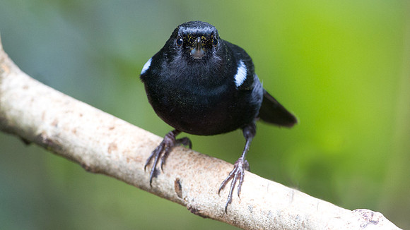 Glossy Flowerpiercer (Diglossa lafresnayii)