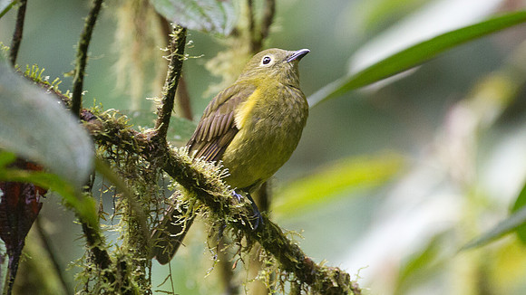 Olivaceous Piha (Snowornis cryptolophus)