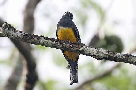Violaceous Trogon (Trogon violaceus) female