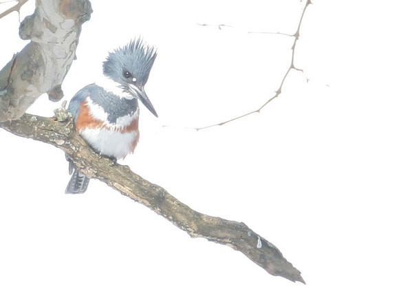 Belted Kingfisher (Megaceryle alcyon) female