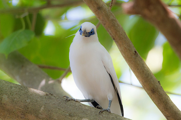 Bali myna (Leucopsar rothschildi)