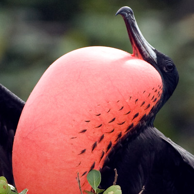 Magnificent Frigatebird (Fregata magnificens) male