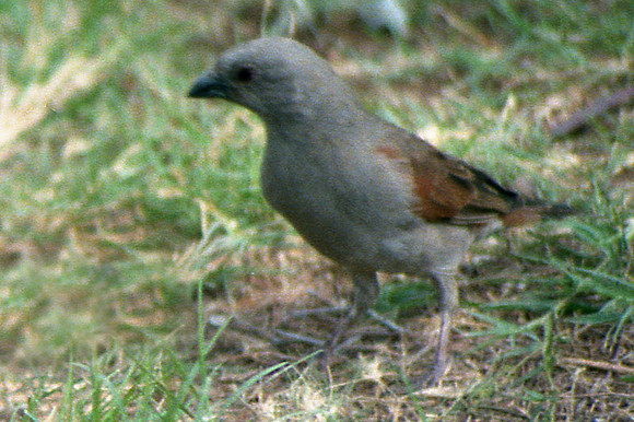 Southern Grey-headed Sparrow (Passer diffusus)