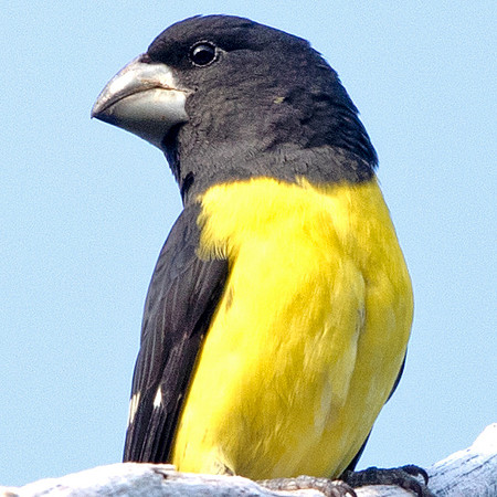 Spot-winged grosbeak (Mycerobas melanozanthos) Male