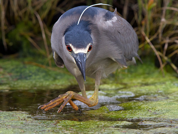 Black-crowned Night Heron (Nycticorax nycticorax)