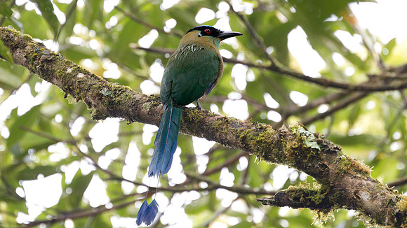Highland Motmot (Momotus aequatorialis)