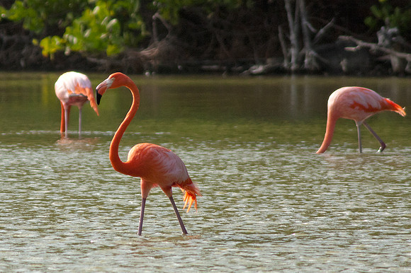 Greater Flamingo (Phoenicopterus roseus)