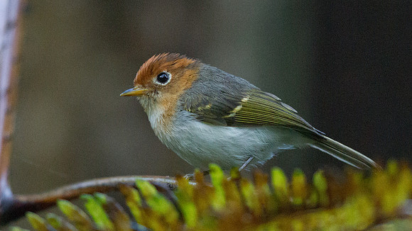 Sunda warbler (Seicercus grammiceps)