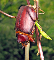 Rhinoceros Beetle