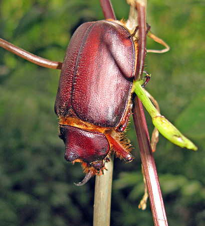 Rhinoceros Beetle